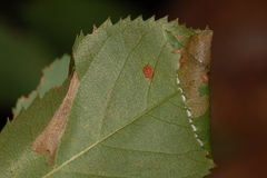 Parornix quadripunctella