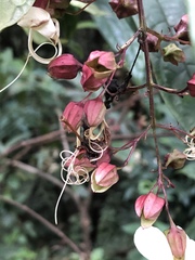 Clerodendrum laevifolium