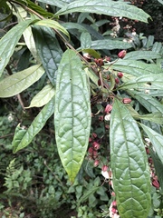 Clerodendrum laevifolium