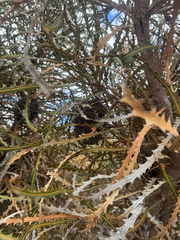 (c) Tyler Anthony, some rights reserved (CC BY) Banksia elderiana, photograph (c) Tyler Anthony, some rights reserved (CC BY)