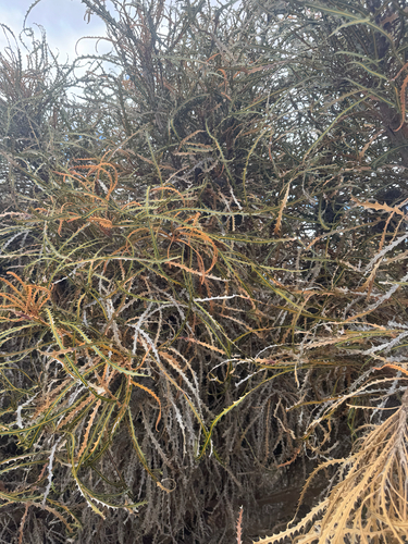 Banksia elderiana, photograph 2