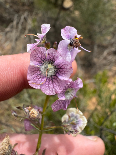 Tinsel Flower (Cyanostegia angustifolia)