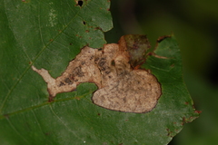 Coptotriche castaneaeella