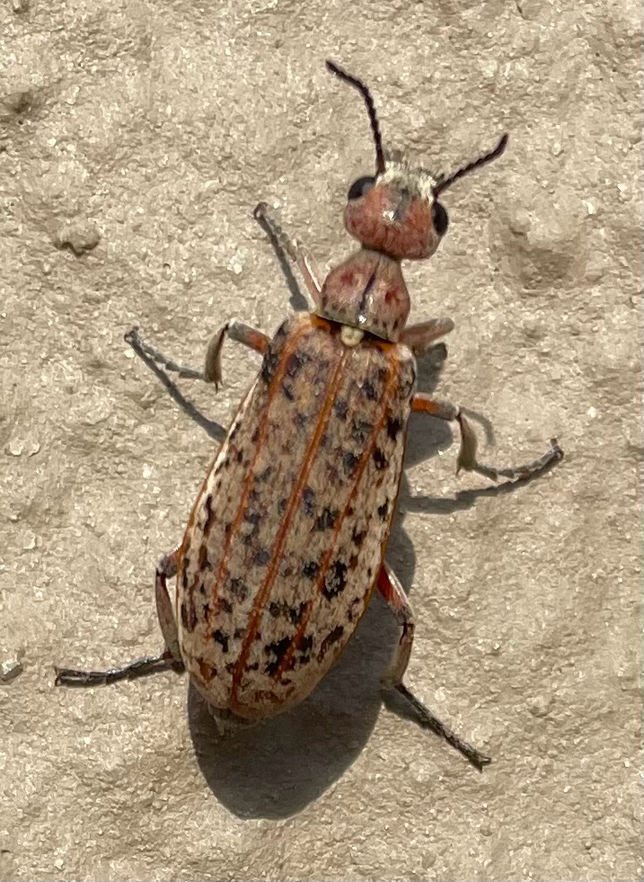 Australytta spilotella