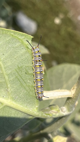 Plain Tiger Butterfly