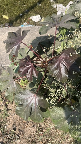 Bellyache Bush