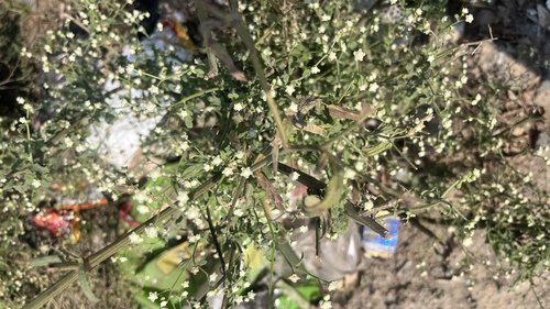 Santa Maria feverfew