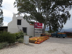 Cucurbita maxima maxima