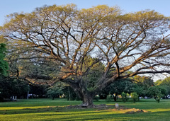 Enterolobium cyclocarpum