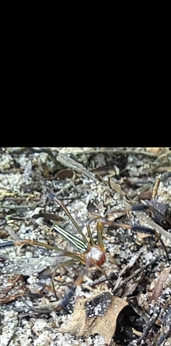 Nephila constricta