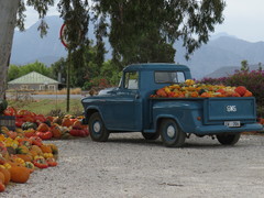 Cucurbita maxima maxima
