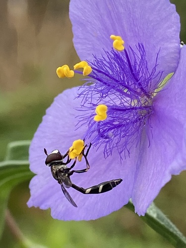 Unknown species found near Memorial Park Conservancy, Houston, TX, US