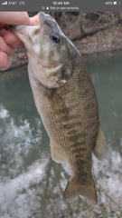 Micropterus treculii