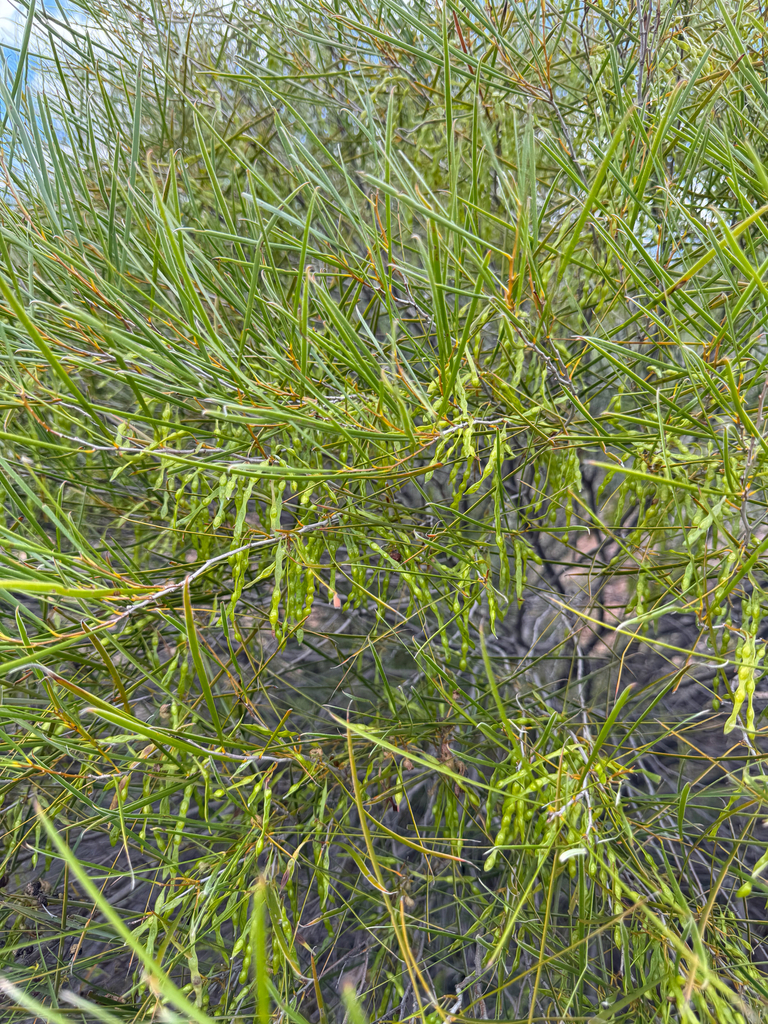 Jam wattle (Acacia acuminata)