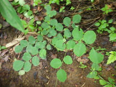 Dalbergia latifolia