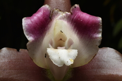 Lycaste macrophylla, photograph (c) Jhon A. Yuca-Palomino, some rights reserved (CC BY)