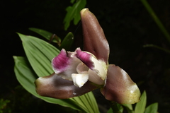 Lycaste macrophylla, photograph (c) Jhon A. Yuca-Palomino, some rights reserved (CC BY)