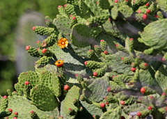 Opuntieae