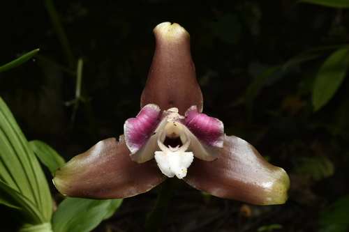 Lycaste macrophylla, photograph 4