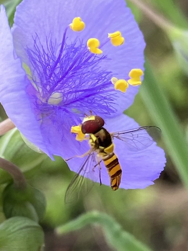 Unknown species found near Memorial Park Conservancy, Houston, TX, US