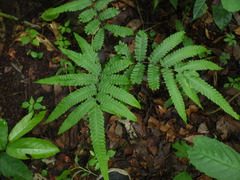 Amblovenatum terminans