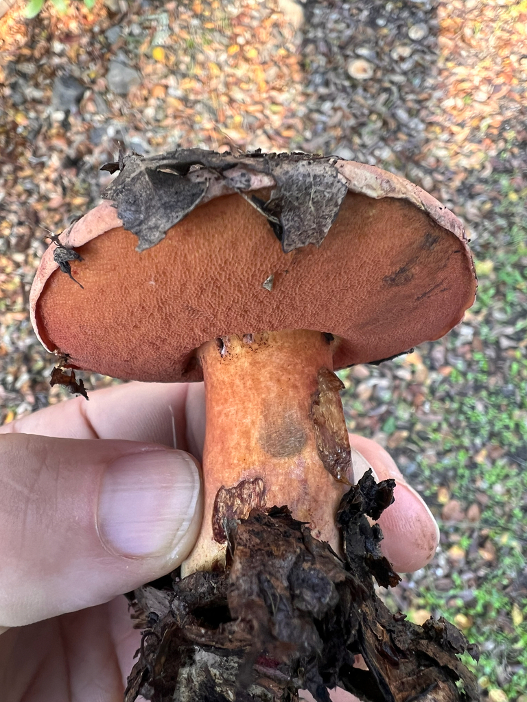 Suillellus amygdalinus · November 2025 · photo: © loarie (iNaturalist, cc0)