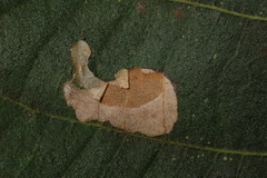 Ectoedemia trinotata