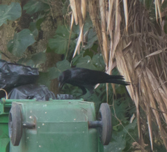 Corvus macrorhynchos