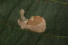 Ectoedemia trinotata