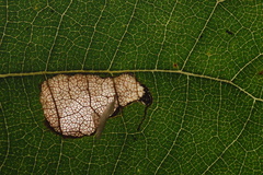 Ectoedemia trinotata