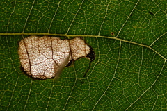 Ectoedemia trinotata