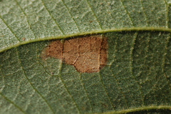 Ectoedemia trinotata
