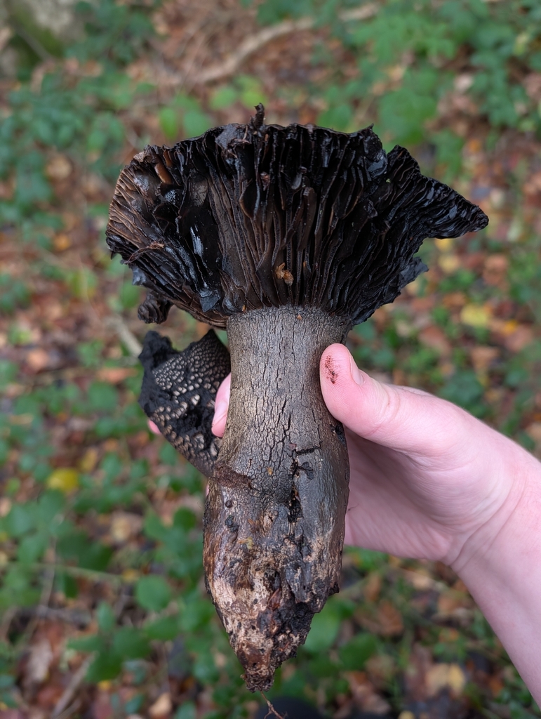 Russula nigricans · November 2025 · photo: © heather-hyfae (iNaturalist, cc-by)