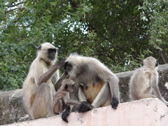 Semnopithecus entellus