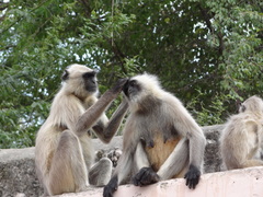 Semnopithecus entellus