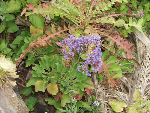 Limonium imbricatum image