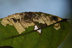 Ectoedemia trinotata