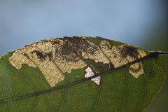 Ectoedemia trinotata