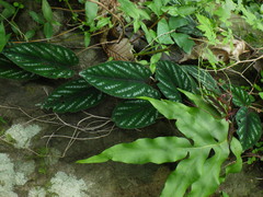 Cissus discolor