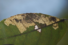 Ectoedemia trinotata