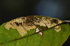 Ectoedemia trinotata