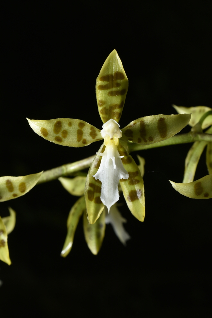 Oncidium manuelariasii