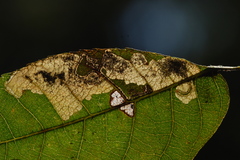 Ectoedemia trinotata