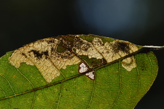Ectoedemia trinotata