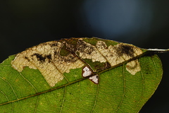 Ectoedemia trinotata