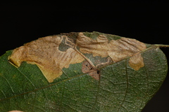 Ectoedemia trinotata