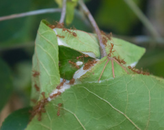 Oecophylla smaragdina
