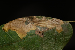 Ectoedemia trinotata