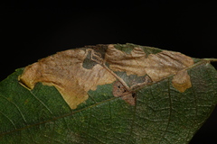Ectoedemia trinotata