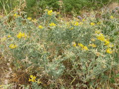 Lotus sessilifolius
